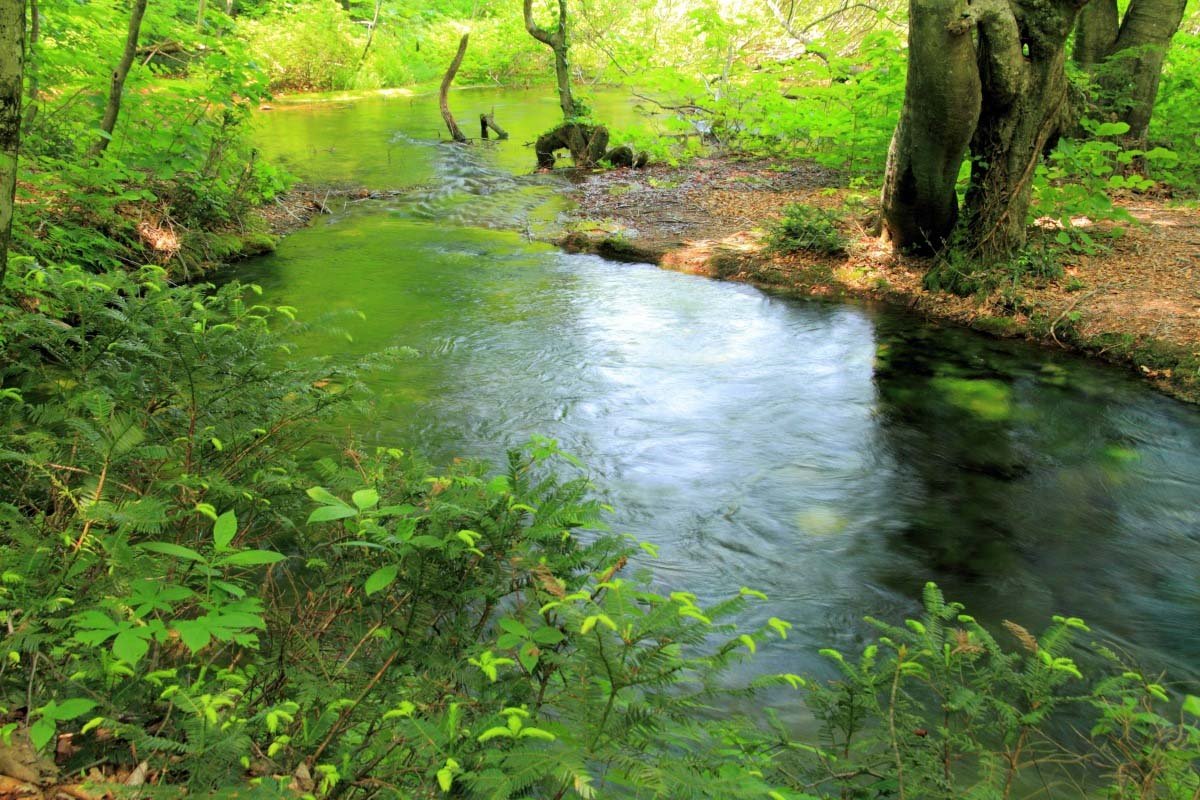 🌳 나카지마 고원과 사자코 습원 (나카지마다이 시시가하나 시츠겐) 이미지 8